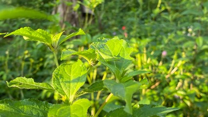 Grasshopper on Green Leaf in Natural Habitat