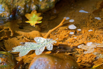 Autumn oak leaf with water drops in a shallow puddle.