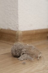 Clumps of dust on floor at home, closeup