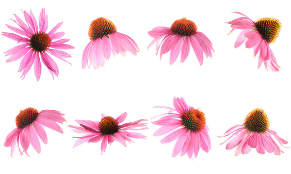 Pink Echinacea flowers isolated on white, set