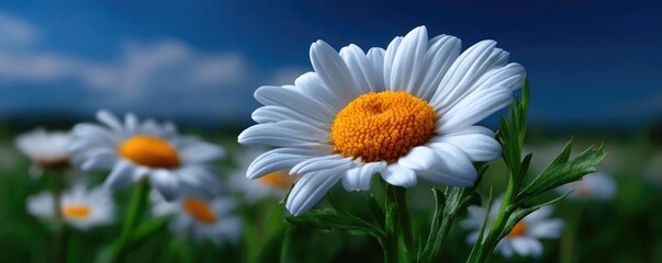 Fototapeta premium White daisy blooms covering open field landscape concept. Close-up of a vibrant daisy in a sunny meadow, showcasing nature's beauty.