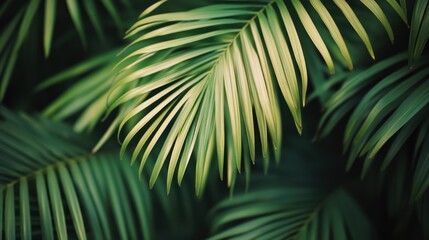 Lush palm fronds in close-up