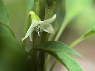 9月に咲いた小さくて可憐な白いトウガラシの花