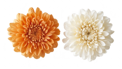 A orange and a delicate white flower arranged symmetrically against a clean white background. their intricate petal structures. ideal for floral design inspiration or decoration
