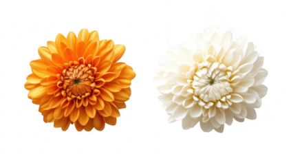 A orange chrysanthemum and a delicate white chrysanthemum beautifully arranged on a clean white background. their intricate petals and natural beauty. ideal for floral design inspiration