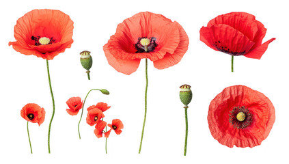Naklejka premium A collection of red poppy flowers in various stages of bloom. their delicate petals and seed pods against a clean white background. ideal for nature-themed projects