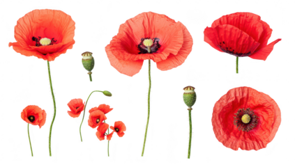 A collection of red poppy flowers in various stages of bloom. their delicate petals and seed pods against a clean white background. ideal for nature-themed projects