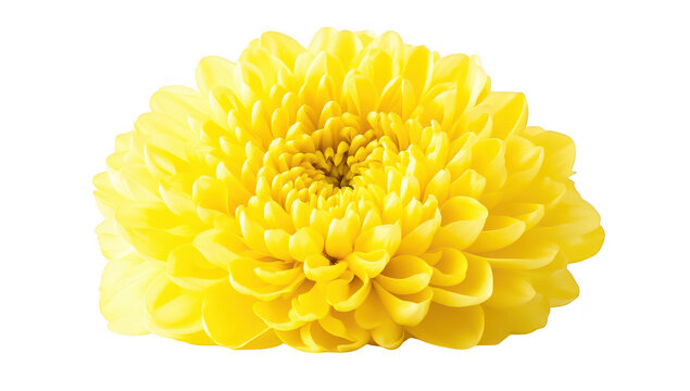 A yellow chrysanthemum flower blooms majestically against a clean white background. its intricate petal structure. ideal for nature-themed designs and floral arrangements