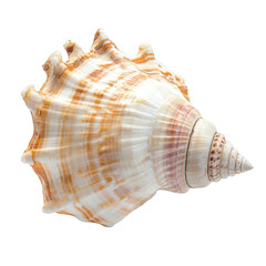 Obraz premium A beautifully detailed seashell with intricate patterns and a smooth surface. resting on a clean white background. ideal for nature-themed projects or educational materials