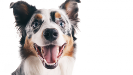 A close-up portrait of a happy and playful Australian Shepherd dog with striking blue eyes. its joyful expression against a clean white background. ideal for pet-related content