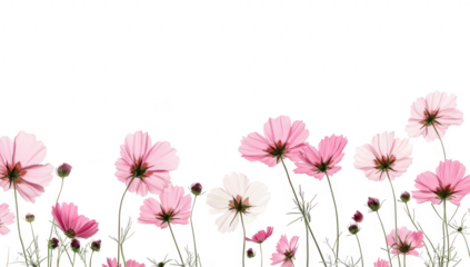 A display of pink and white cosmos flowers blooming in a sunny garden. creating a serene atmosphere with a clear blue sky in the background. ideal for nature-themed projects