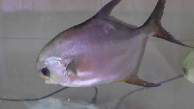 trachinotus goreensis known as the golden pompano or longfin pompano is a tropical fish valued for its golden sheen tasty meat and role in coastal fisheries