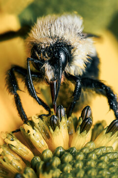 Bumble bee macro