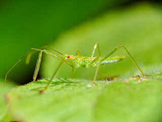 Pale green assassin bug nymph macro