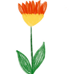 orange flower isolated on white background