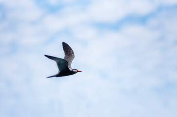 The Inca tern (Larosterna inca) soaring against a backdrop of a blue sky with scattered clouds.