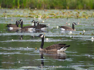 Canada geese on a remote lake in Canada
