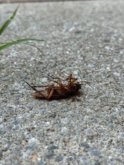 cockroach on the ground