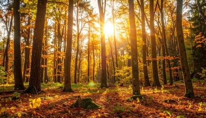 Obraz premium Autumn forest bathed in golden sunlight