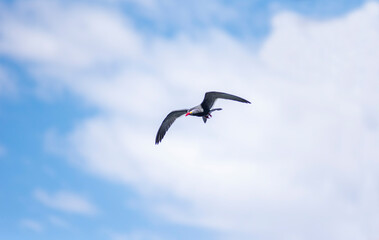 Obraz premium The Inca tern (Larosterna inca) soaring against a backdrop of a blue sky with scattered clouds.