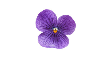Obraz premium A close-up view of a purple flower with intricate petal patterns. its natural beauty against a clean white background. ideal for floral-themed design projects