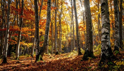 Fototapeta premium Autumn forest bathed in sunlight