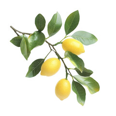 A branch of three ripe lemons surrounded by lush green leaves. set against a clean white background. perfect for culinary or health-related projects
