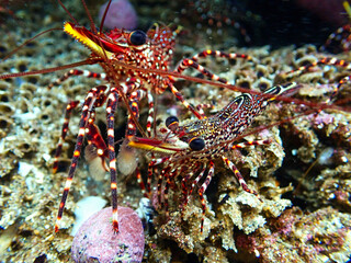 camaron de roca, entorno marino, beauty of the underwater world