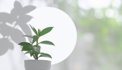 Green Plant in White Pot Backlit by Bright Sunlight