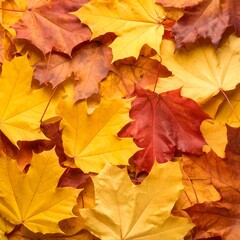 Fototapeta premium Autumn leaves in vibrant colors