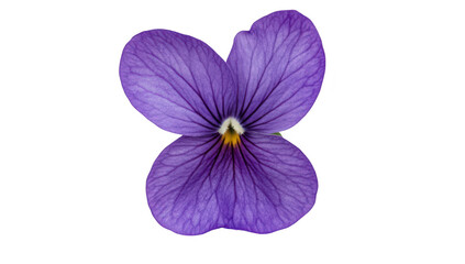 A close-up view of a purple flower with delicate petals. intricate veining and a contrasting yellow center. set against a clean white background. ideal for nature-themed designs