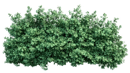Fototapeta premium Lush green shrubbery dense foliage in a natural setting. ideal for landscaping or garden design projects. with a serene background hinting at outdoor tranquility