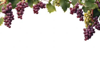A display of ripe purple and green grapes hanging from lush green vines. set against a clean white background. perfect for food and beverage marketing or culinary themes