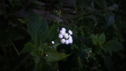 With flower close up photo