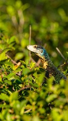 Obraz premium Lizard amidst lush foliage