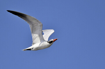 A Caspian Tern flying in the blue sky for foraging food at Pak Talae Petchburi, Thailand