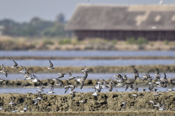 Flock of shorebirds flying away from a raptor at Pak Talae Petchburi Thailand