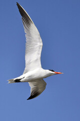 A Caspian Tern flying in the blue sky for foraging food at Pak Talae Petchburi, Thailand