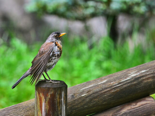 A Fieldfare Thrush perched on a pole at Innsbruck Germany