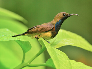 A male Olive-backed Sunbird perched on a green leaf neck feathers are so beautiful at Pathumtani Thailand