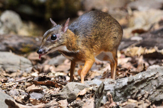 A male Mouse-deer with visible tusks is in the forest coming out to eat and drink at Kaeng Krachan Thailand