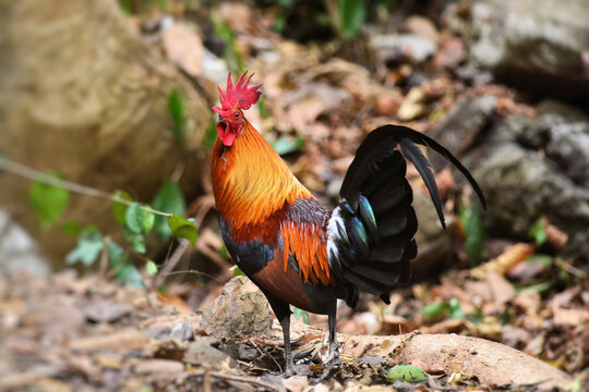 A male Red Junglefowl with beautiful sheen feathers foraging for food on the ground at Kaeng Krachan Thailand