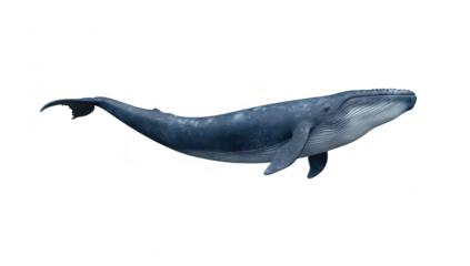 A majestic blue whale gracefully swimming through a serene ocean. its massive body and intricate details. with sunlight filtering through the water in the background