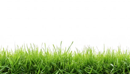 A close-up view of lush green grass blades against a white background. ideal for nature-themed designs. gardening projects. or as a backdrop for various creative uses