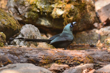 A Racket-tailed Treepie sitting on a log with plumage shines glossy blue-green colors clearly visible at Kaeng Krachan Thailand 