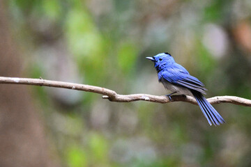 A male Black-naped Monarch perched on a branch at Kaeng Krachan Thailand