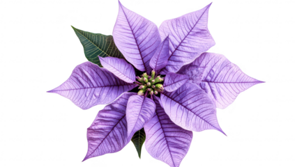 A purple poinsettia flower with intricate leaf patterns. beautifully displayed against a clean white background. perfect for seasonal decorations or botanical studies