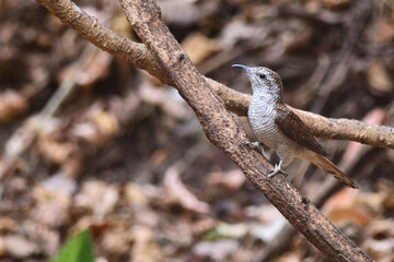 A Banded bay cuckoo perched on a branch at Kaeng Krachan Thailand
