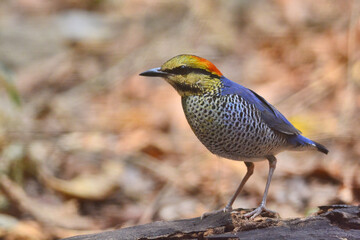 A male Blue Pitta walking and foraging on the ground at Kaeng Krachan Thailand