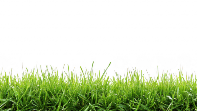A close-up view of lush green grass blades against a white background. ideal for nature-themed designs. gardening projects. or as a backdrop for various creative uses
